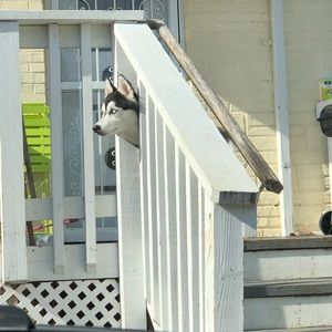 Meet your Posher, Nelson